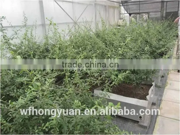 roof garden bitumen anti-root puncture waterproof membrane