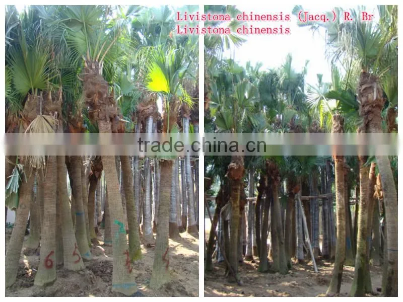 Palm trees Livinstona chinensis (Jacq.) R. Br