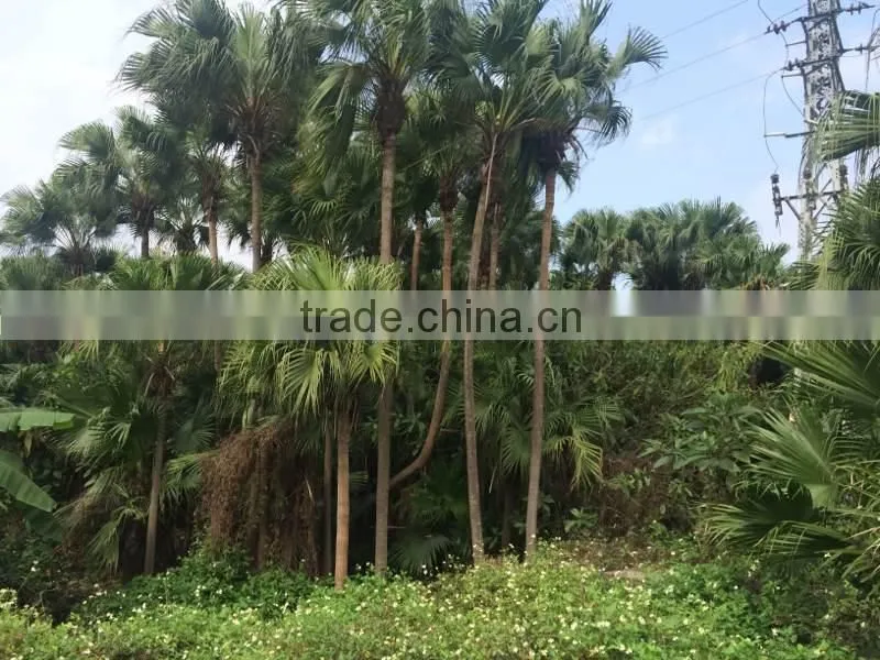 Palm trees Livistona chinensis (Jacq.) R. Br