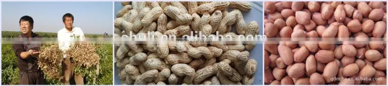 medium capacity 300-500kg per hour peanut picking machine