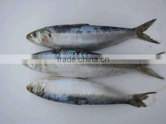 frozen Sardines whole round with cheap price 100-150pcs /10kgs