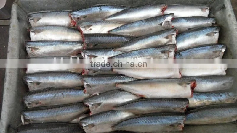 land frozen pacific mackerel headless