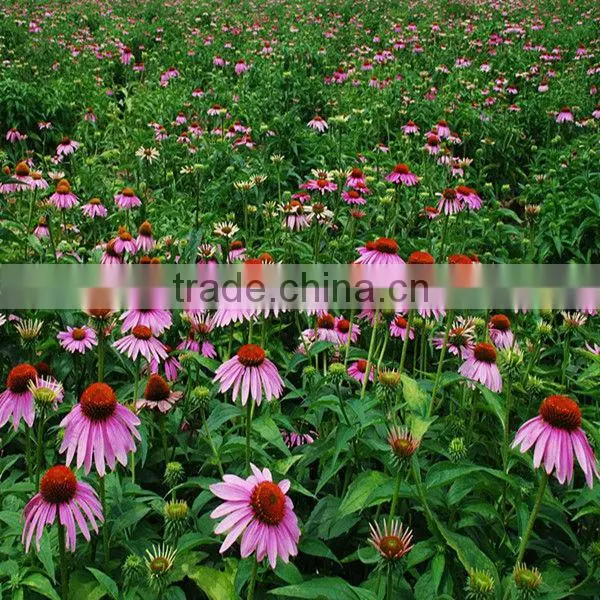 Pure Nature Echinacea Herb Extract