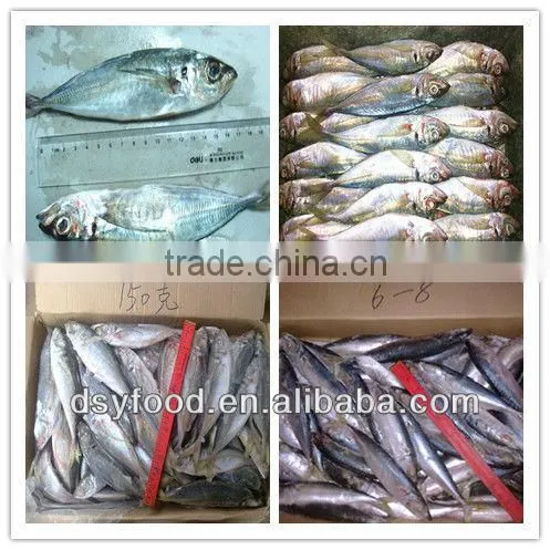 whole pacific macherel