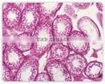 N-120/ N-120A Biological Microscope usb digital microscope driver with Anti-mould