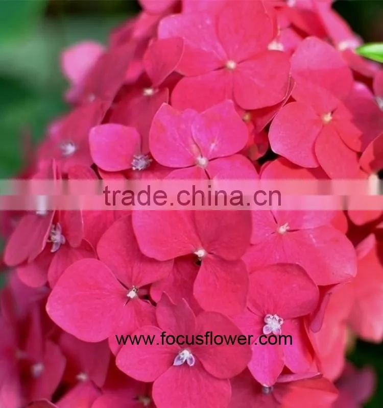Names Of Flowers Fresh Cut Flowers Hydrangea With Competitive Price