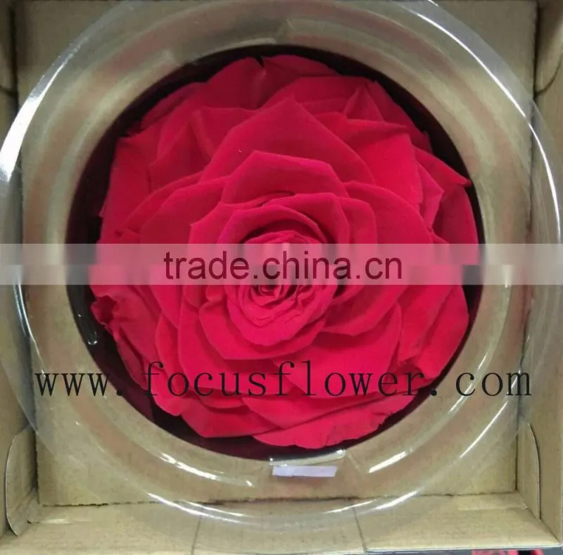 Real Touch Wholesale Preserved Flower Preserved Rose From China