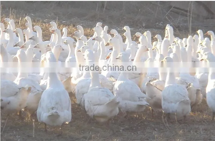 washed down 60% white duck down filling material IDFL standard