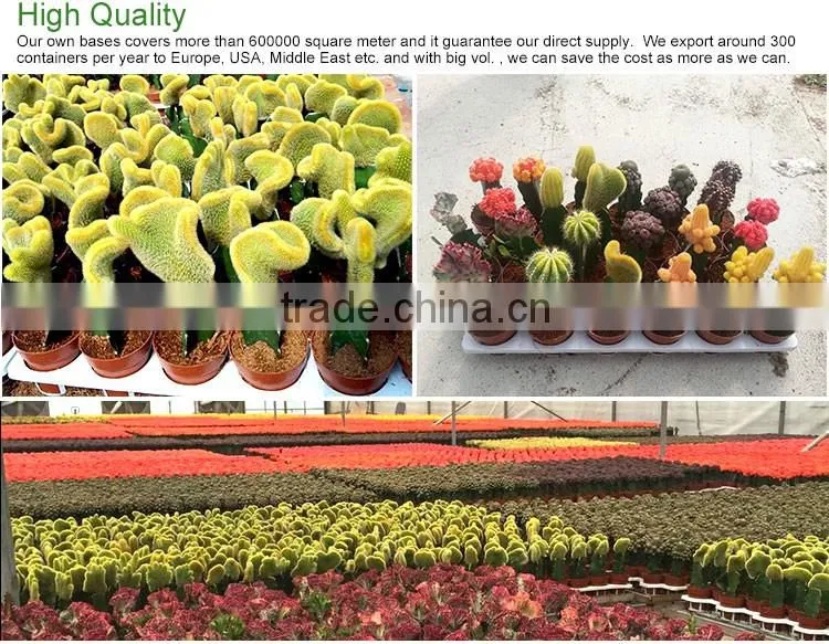 cactus plant bonsai for bedroom decor good for sleep