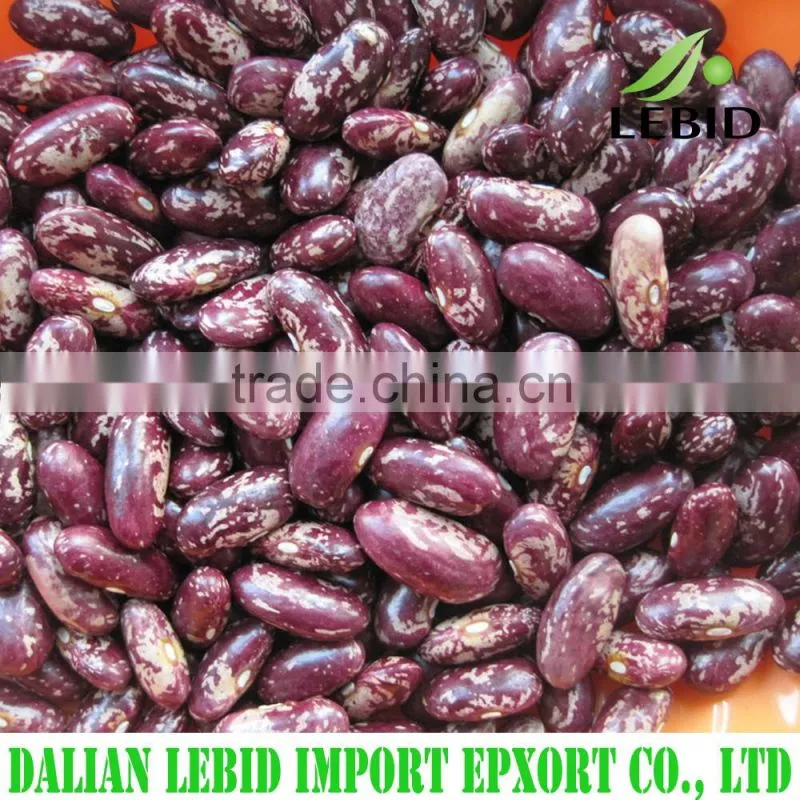 High quality white kidney beans spanish type