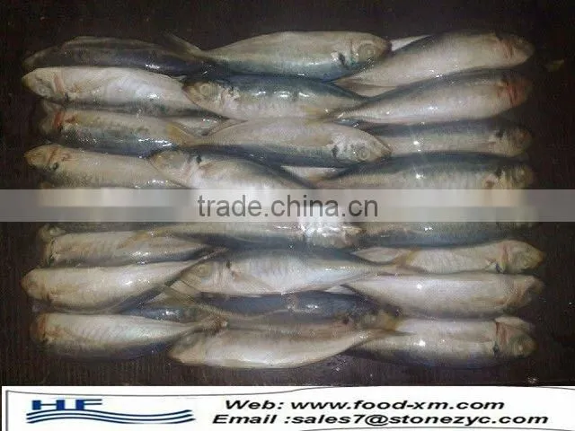 high quality Frozen Horse Mackerel whole round