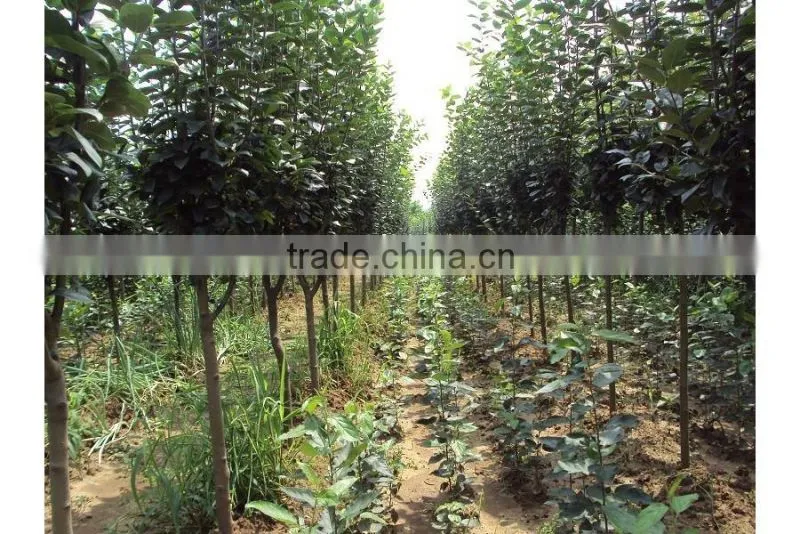 Malus prunifolia tree seedling