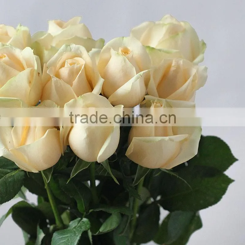 Hot sale fresh cut natural rose flowers from plants base