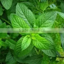 Peppermint Oil