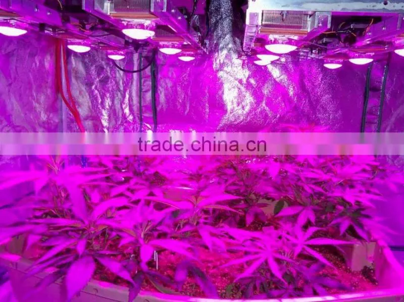 Vanq 1w 50w 100w 200w full spectrum of led for plants