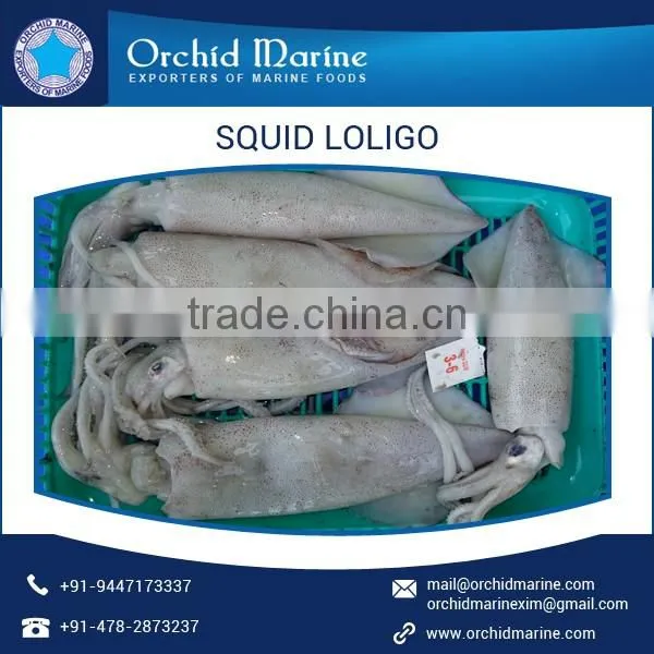 Widely Used Fresh and Natural California Loligo Squid for Bulk Buyer
