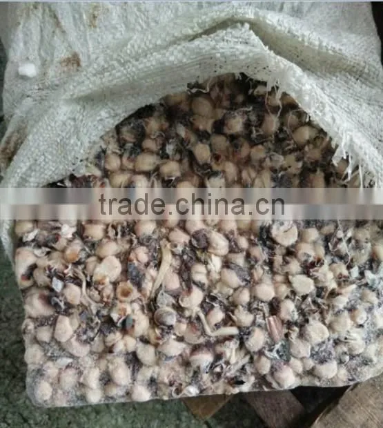 Frozen Squid Beak on Sale
