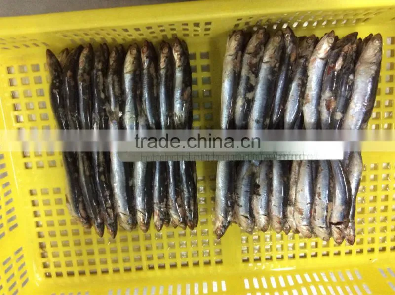 hot sales Land frozen anchovy for bait