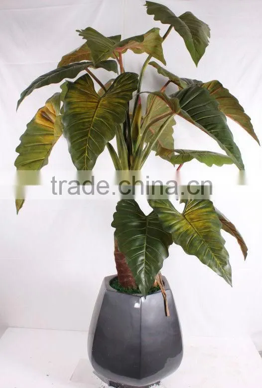 jade tree