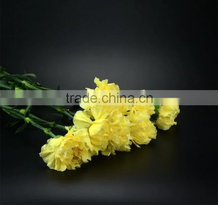 Color Liberty best selling yellow carnation flowers