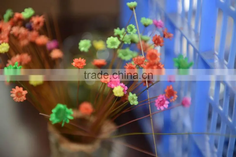 star flower (vivid color)
