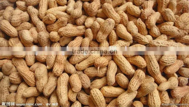 Best quality peanuts in shell 30kg/bag for sale with lowest price