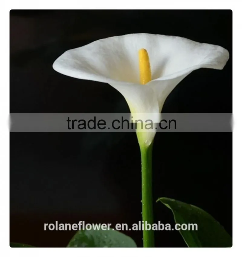 2016 lastest arriving cut white calla lily flower for selling