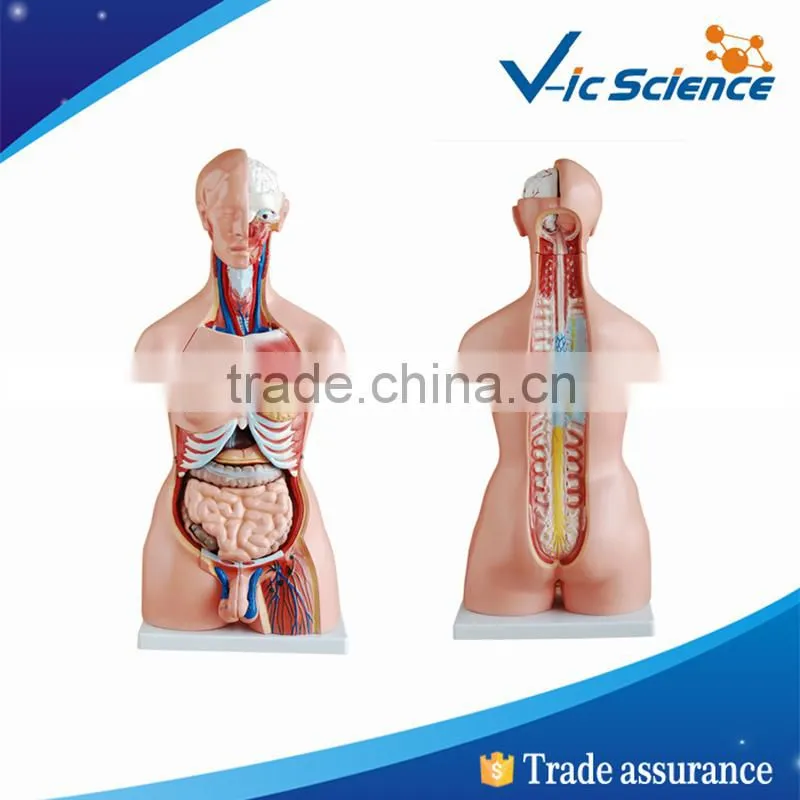 High quality medical supply torso and stand mannequin