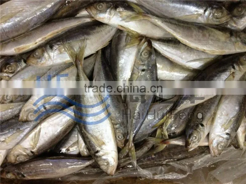 Bulk pack frozen horse mackerel BQF from China