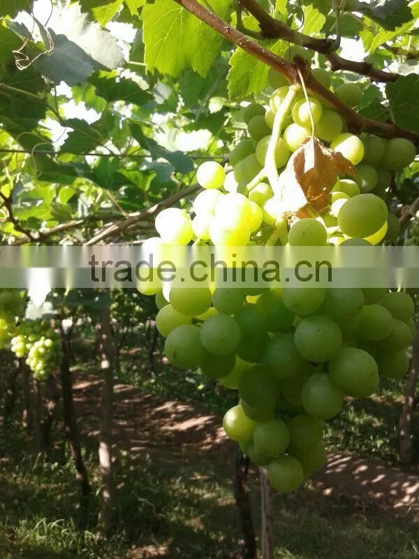green Superior seedlees grapes