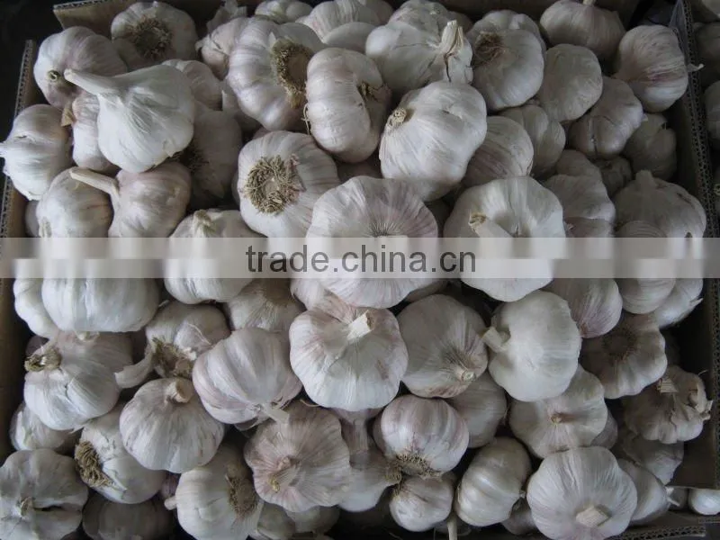 Pure White Fresh Garlic