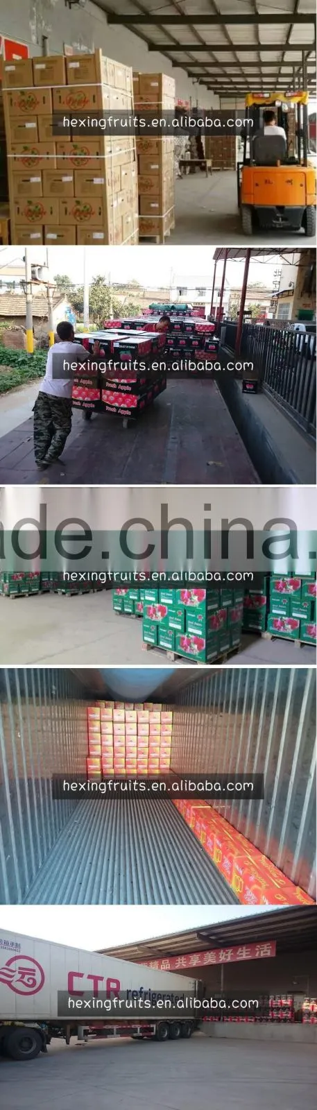 TOP SELLING!! Cheap Prices 2015 qinguan apple with good price
