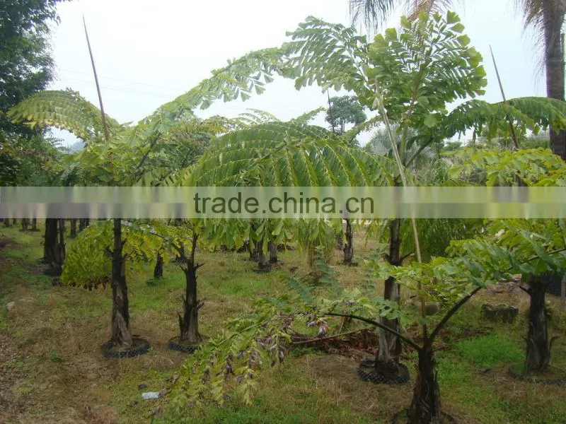wholesale outdoor decrotive landscaping ornamental palm Caryota urens L