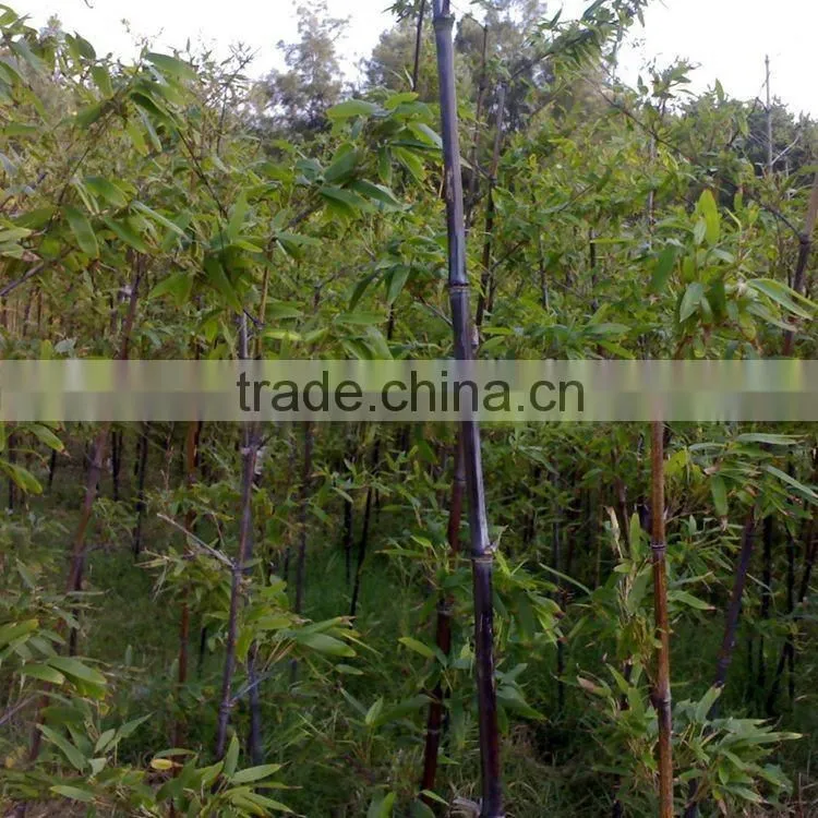 bamboo seedling
