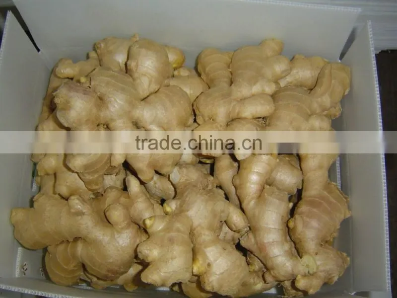 Good quality Chinese fresh ginger