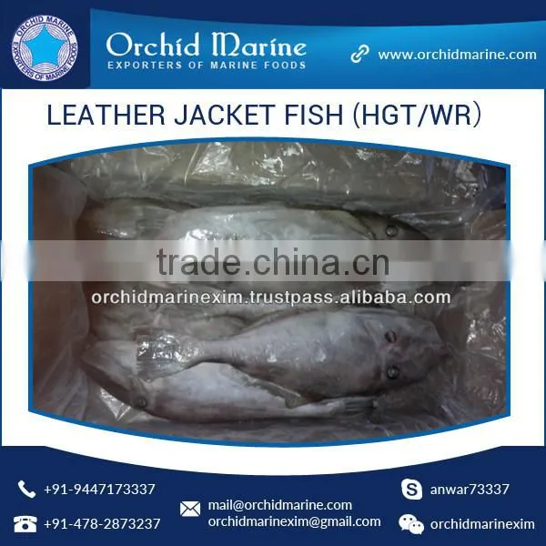 Top Quality Frozen Fresh Leather Jacket Fish (HGT/WR)
