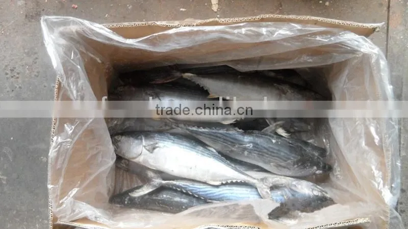 frozen sea food skip jack W/R & YELLOW FIN TUNA W/R