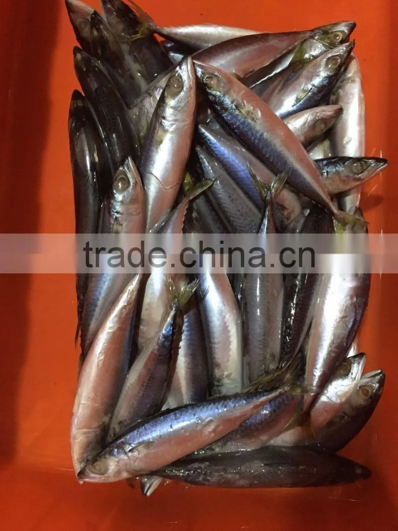 Below 150g frozen pacific mackerel