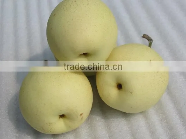 fresh Ya pear supplier