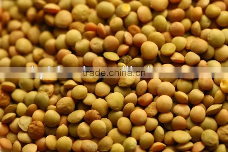 Chinese Green Lentils