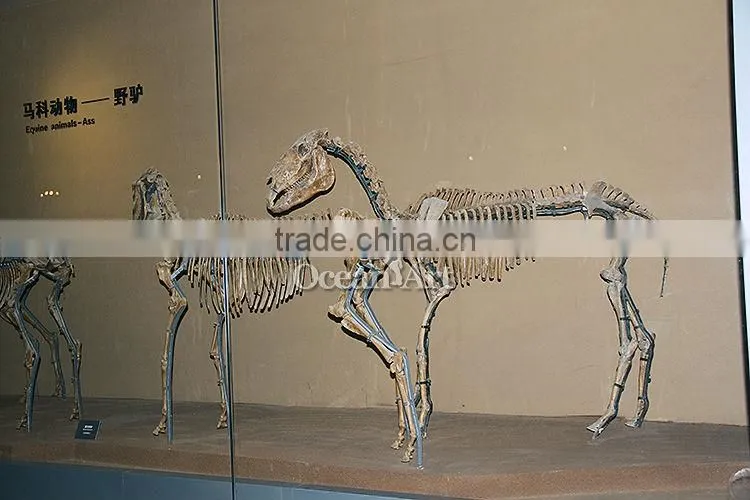 Animal fossil for people who watch fossil