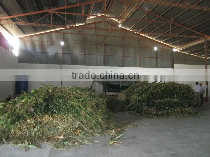 Animal feeding - corn silage