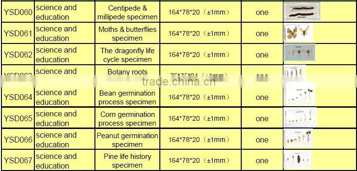 medical 3D primary school standard clam specimen for biology teaching