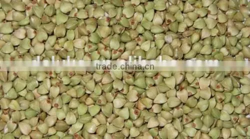 good quality sweet raw buckwheat from China