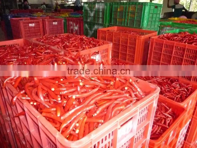 Fresh Red Hot Chili