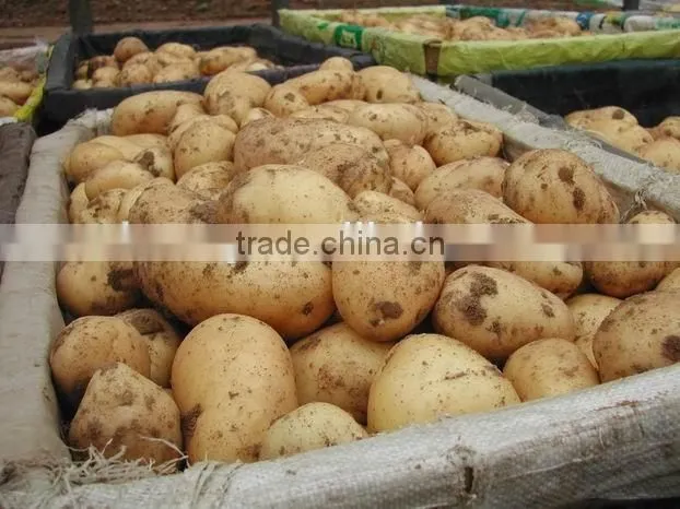 Holland Potato to Dubai Market for Sale