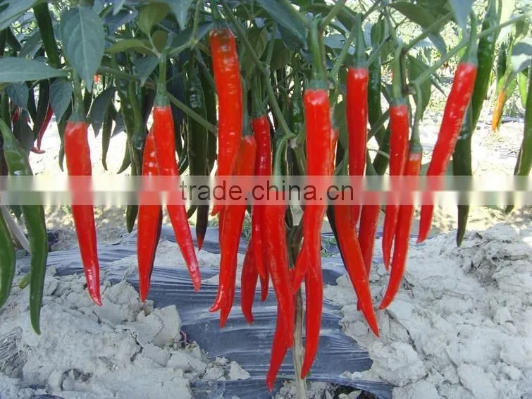 Hot sale hybrid high yield chili pepper seeds-Xian Yan No.9