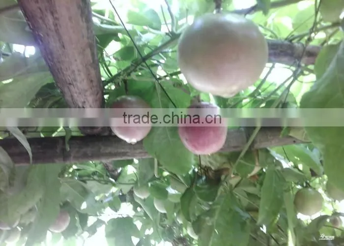 Passion fruit tree seedling