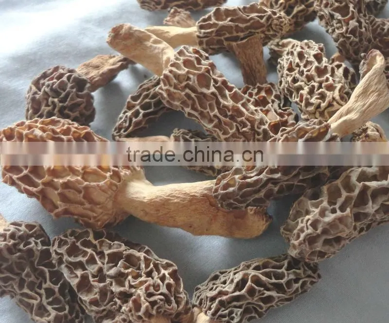 dry Morchella conica toadstool morel market price