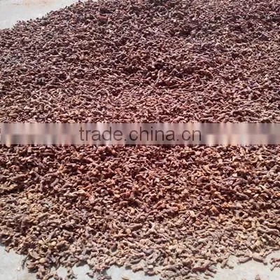 Middle East Hot Selling Alpinia Purpurata K.Schum /Glanga Root
